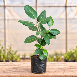 Bargad (Banyan) Plant