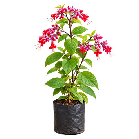 Flowering Plants