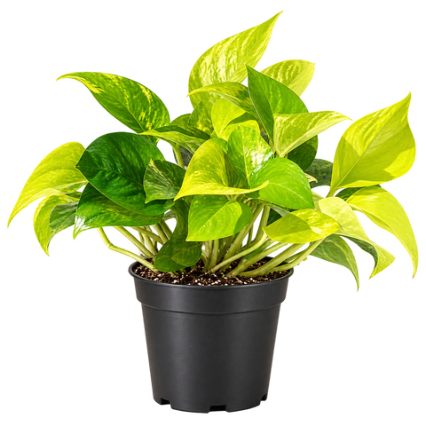 Indoor Plants