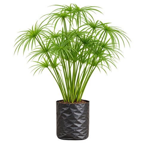 Outdoor Plants