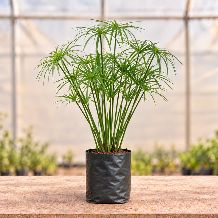 Umbrella Grass in black nursery grow bag, main view