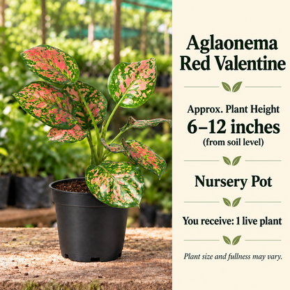 Aglaonema Red Valentine size-guide in nursery setting