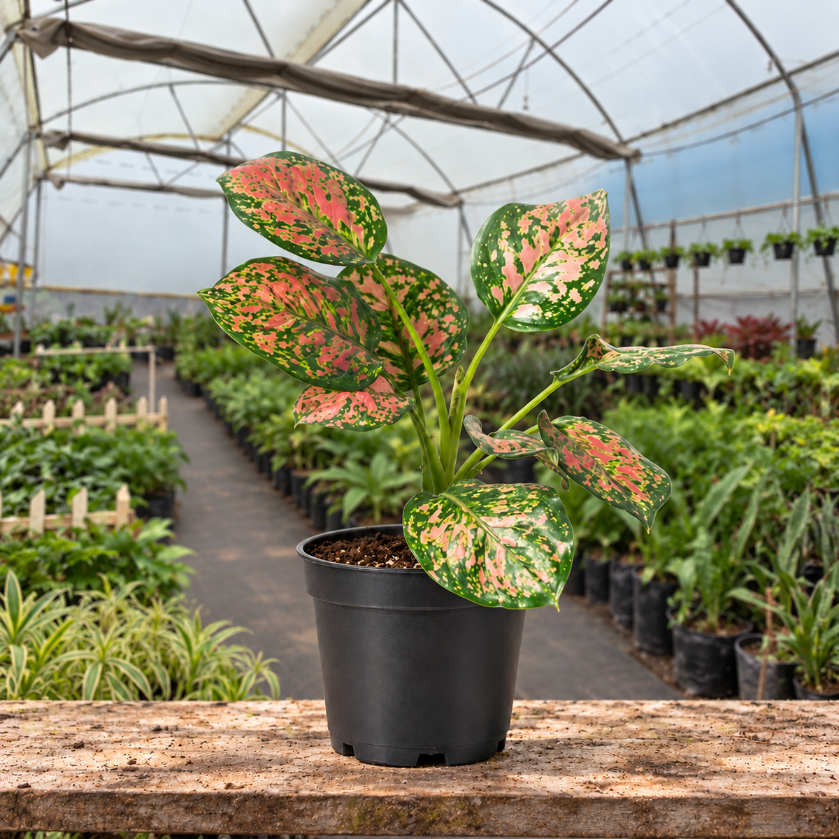 Aglaonema Red Valentine in nursery pot — Indian polyhouse nursery view