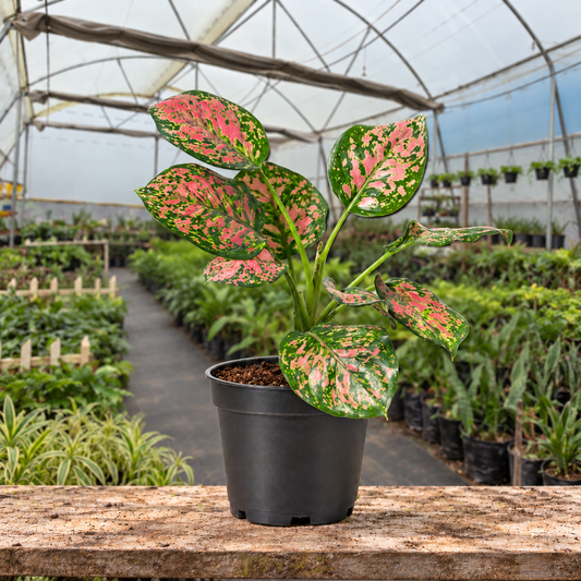 Aglaonema Red Valentine in nursery pot — Indian polyhouse nursery view