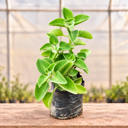 Ajwain plant alternate view with light polyhouse background