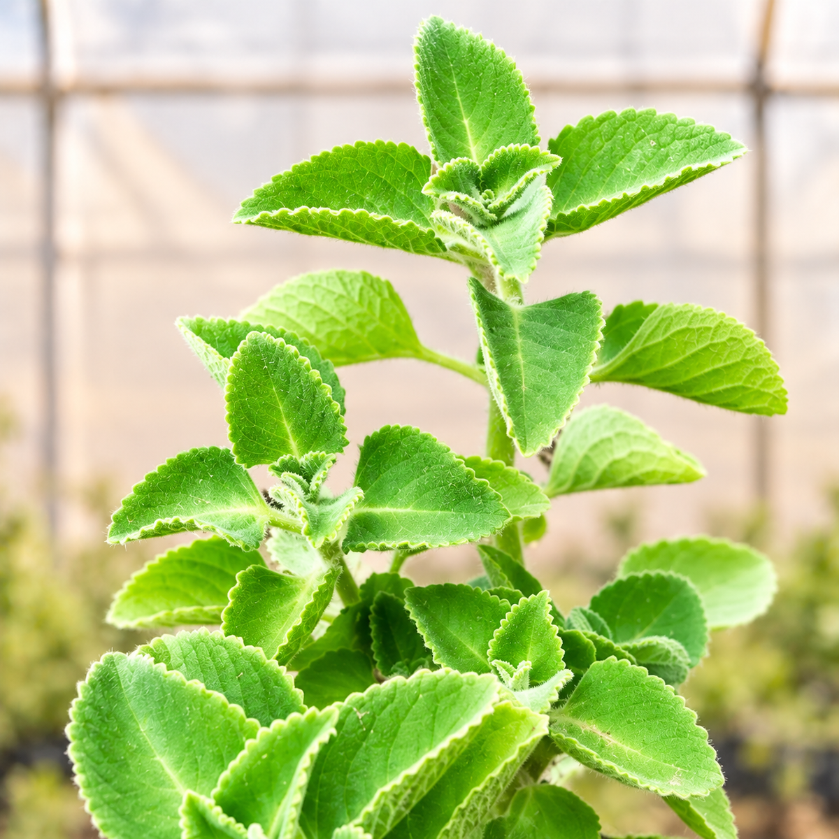 Ajwain plant foliage view with light polyhouse background