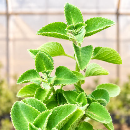 Ajwain plant foliage view with light polyhouse background