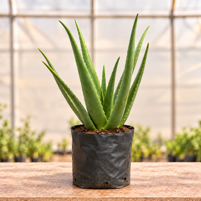 Aloe vera plant alternate view with light polyhouse background