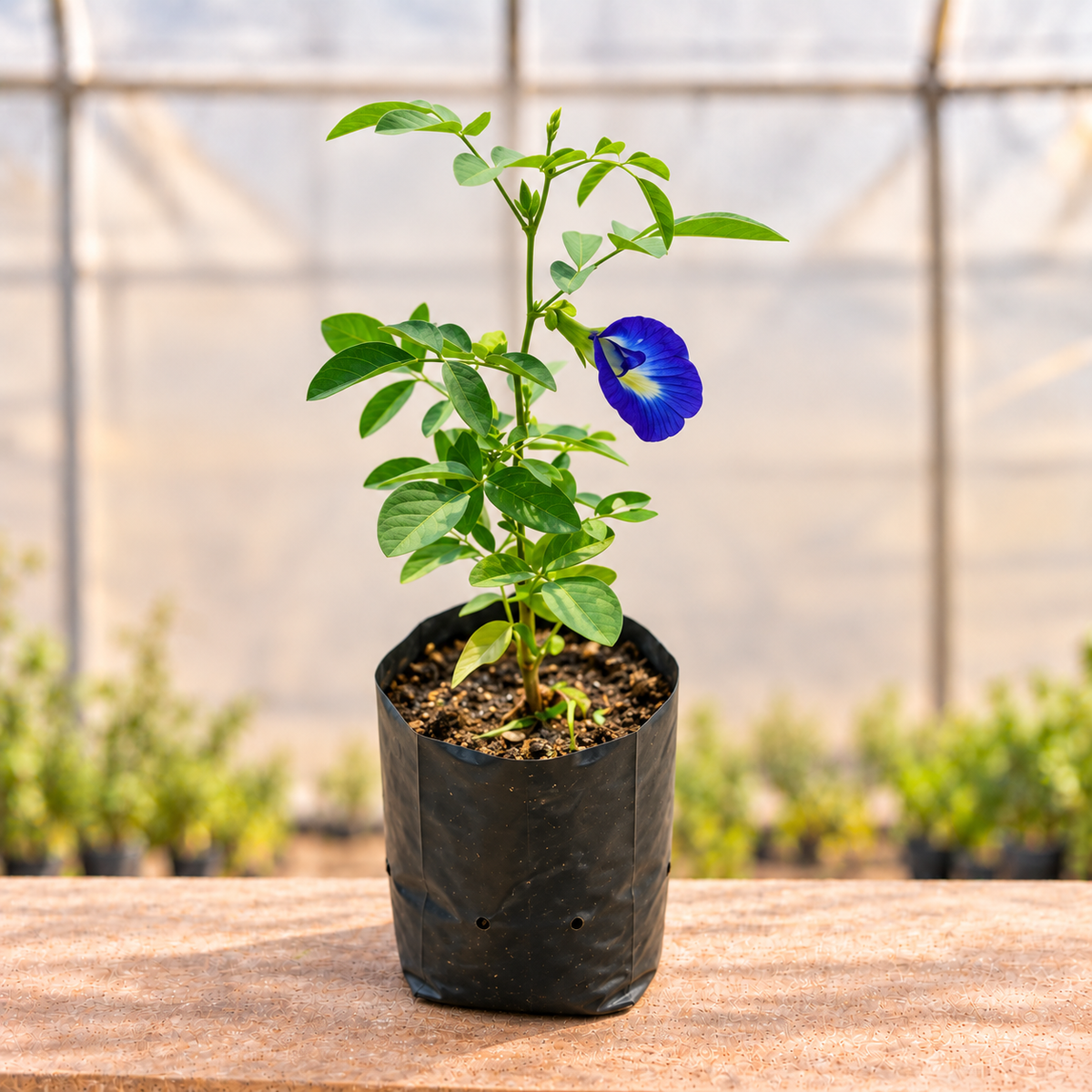 Aparajita Blue Plant in black nursery grow bag, alternate view