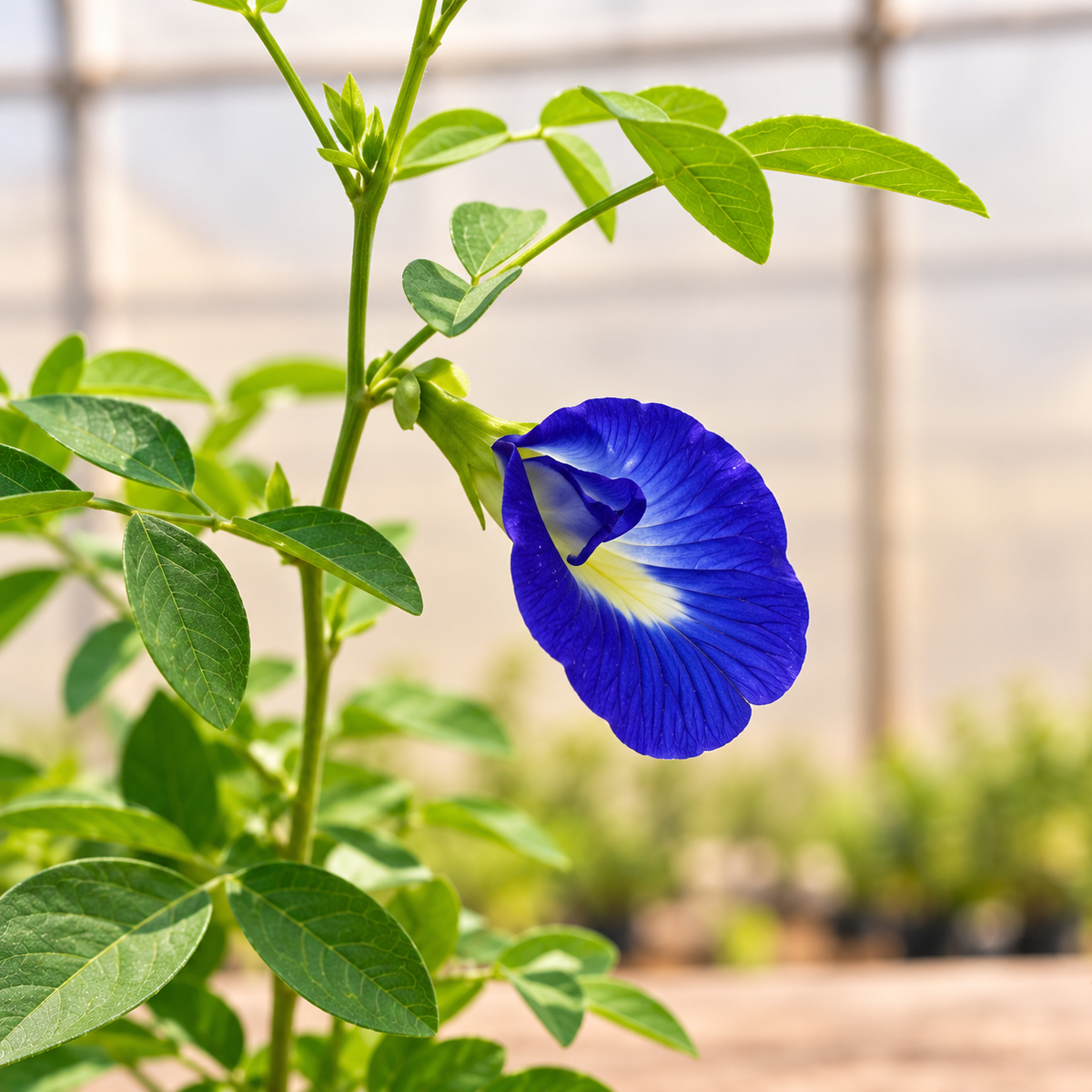 Aparajita Blue butterfly pea flower and leaves close-up