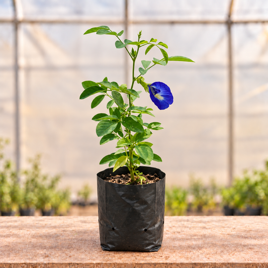 Aparajita Blue Plant in black nursery grow bag, main view