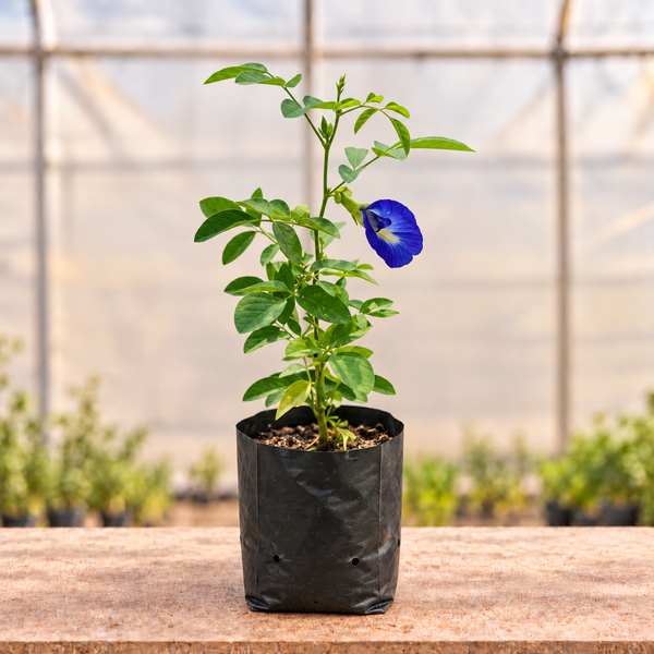 Aparajita Blue Plant in black nursery grow bag, main view