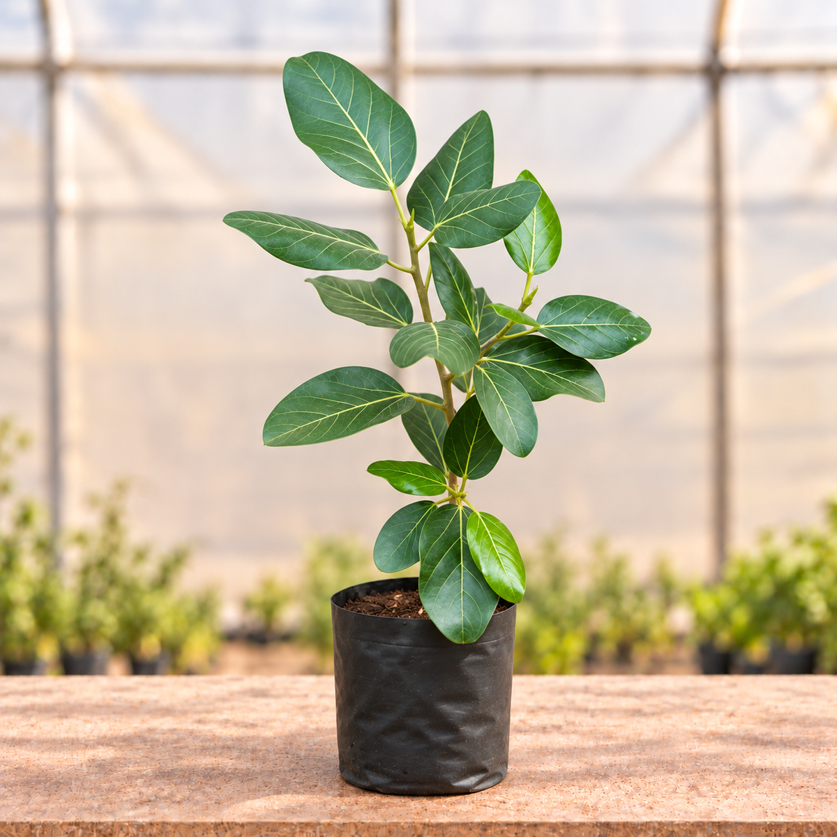 Bargad Banyan Plant alternate view
