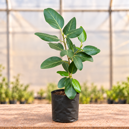 Bargad Banyan Plant alternate view