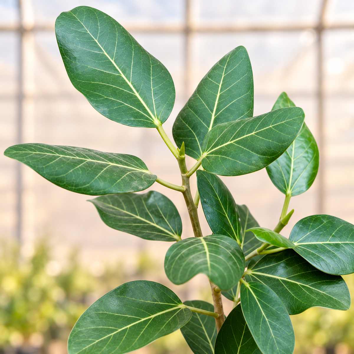 Bargad Banyan Plant foliage view