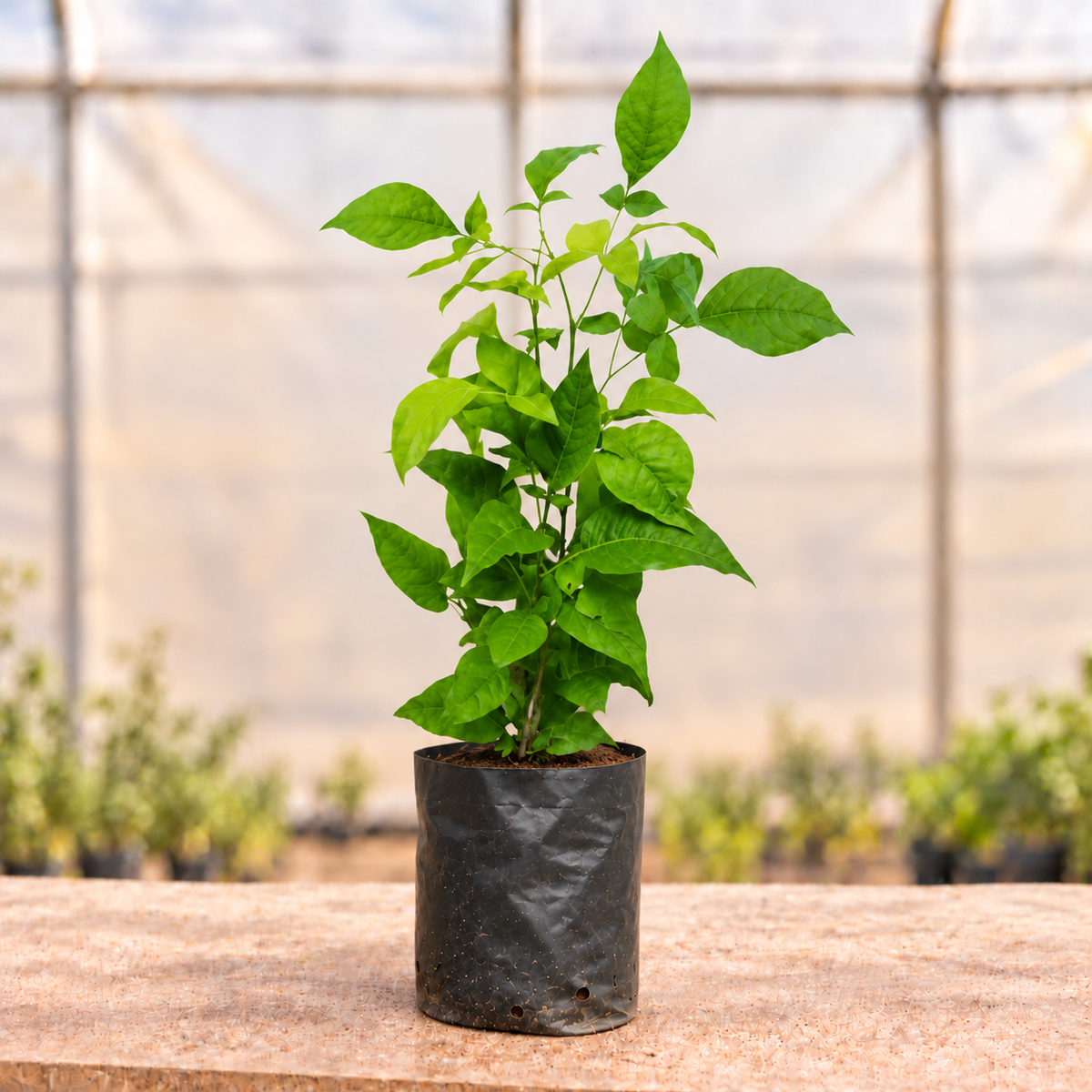 Belpatra plant alternate view in nursery grow bag