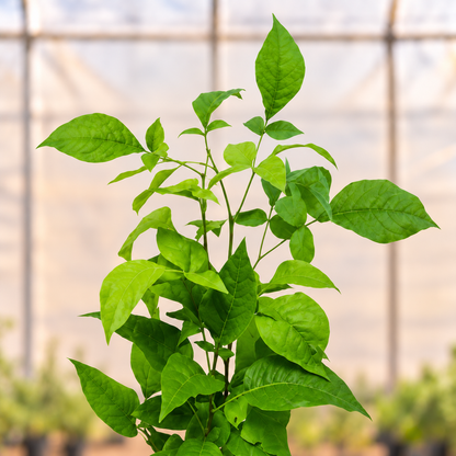 Belpatra plant foliage close-up