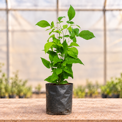 Belpatra plant main view in nursery grow bag