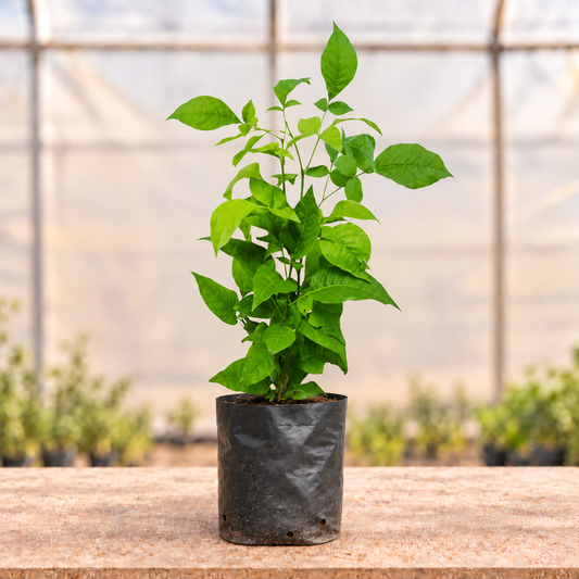Belpatra plant main view in nursery grow bag
