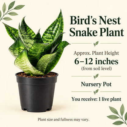 Bird's Nest Snake Plant size-guide in nursery setting