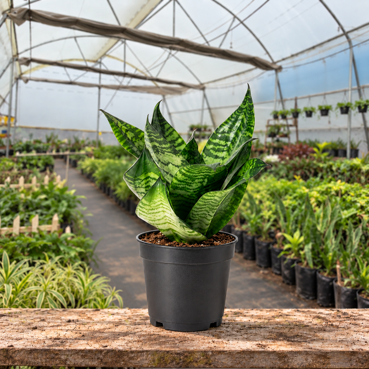 Bird's Nest Snake Plant in nursery pot — Indian polyhouse nursery view