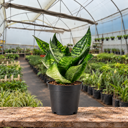 Bird's Nest Snake Plant in nursery pot — Indian polyhouse nursery view