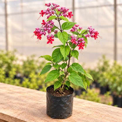 Bleeding Heart Pink vine in nursery grow bag, alternate view