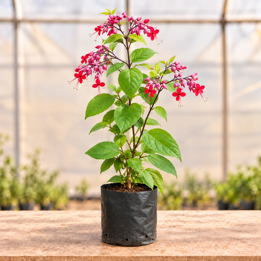 Bleeding Heart Pink vine in nursery grow bag, main view