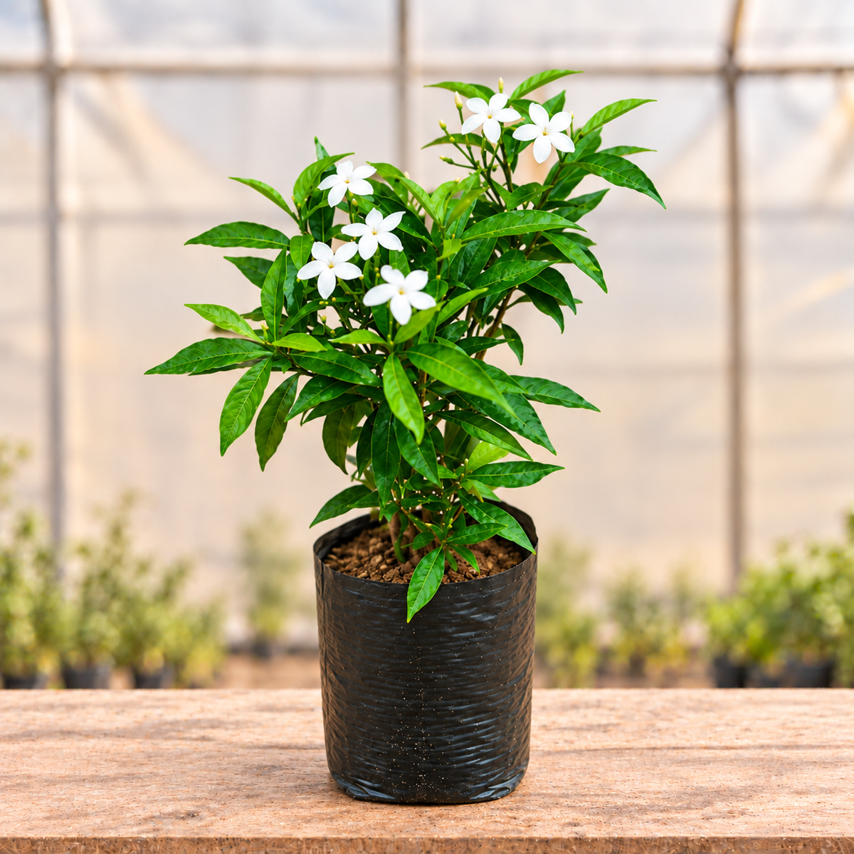 Chandni Tagar plant alternate view with light polyhouse background