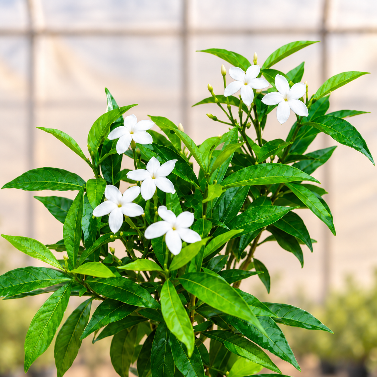 Chandni Tagar plant foliage view with light polyhouse background