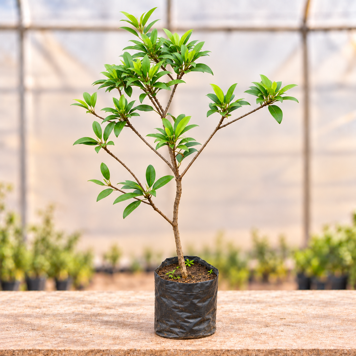 Chiku plant alternate view in nursery grow bag