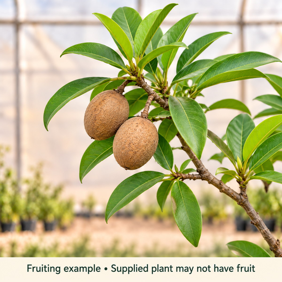 Chiku fruiting illustration; supplied plant may not have fruit