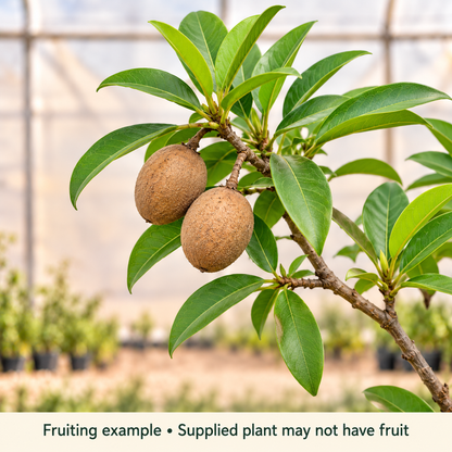 Chiku fruiting illustration; supplied plant may not have fruit