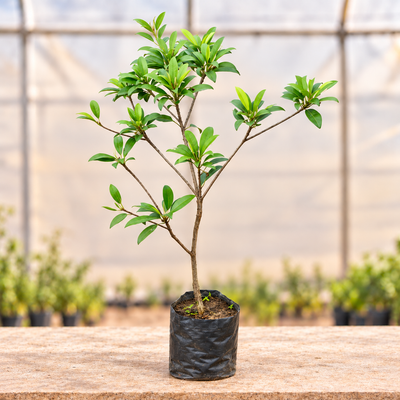 Fruit Plants