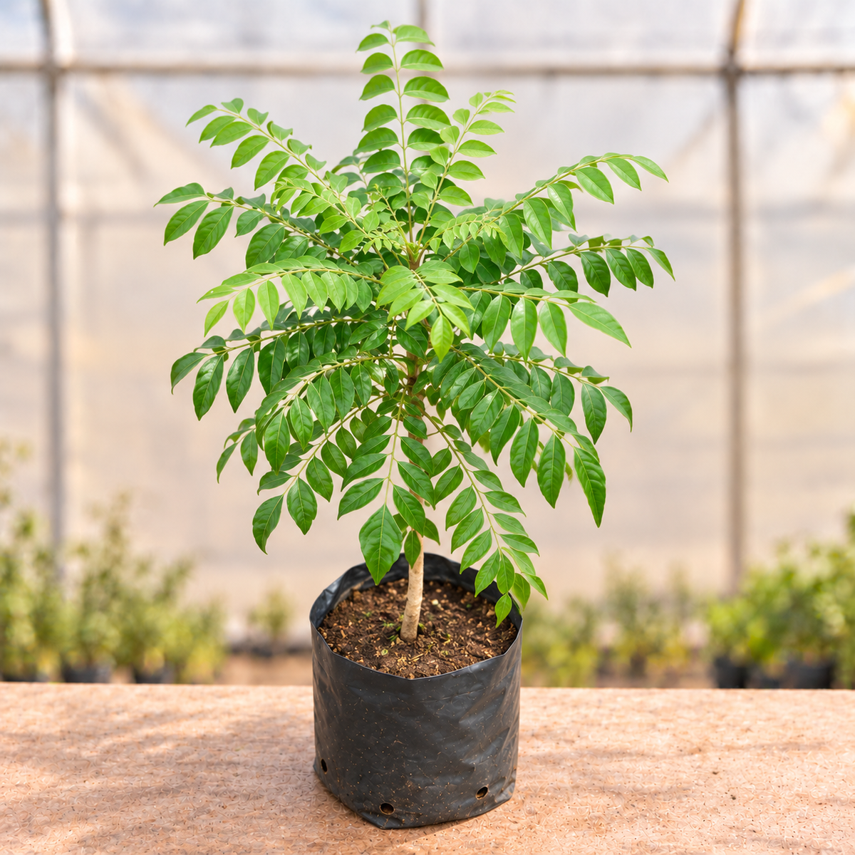Curry Leaf Plant in black nursery grow bag, alternate view