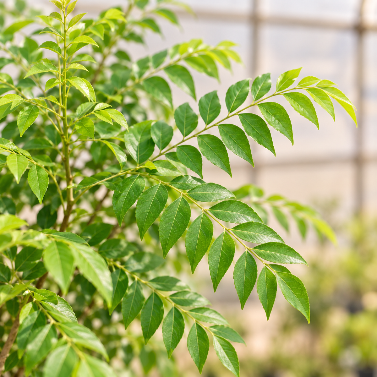 Curry Leaf Plant pinnate green leaflets close-up