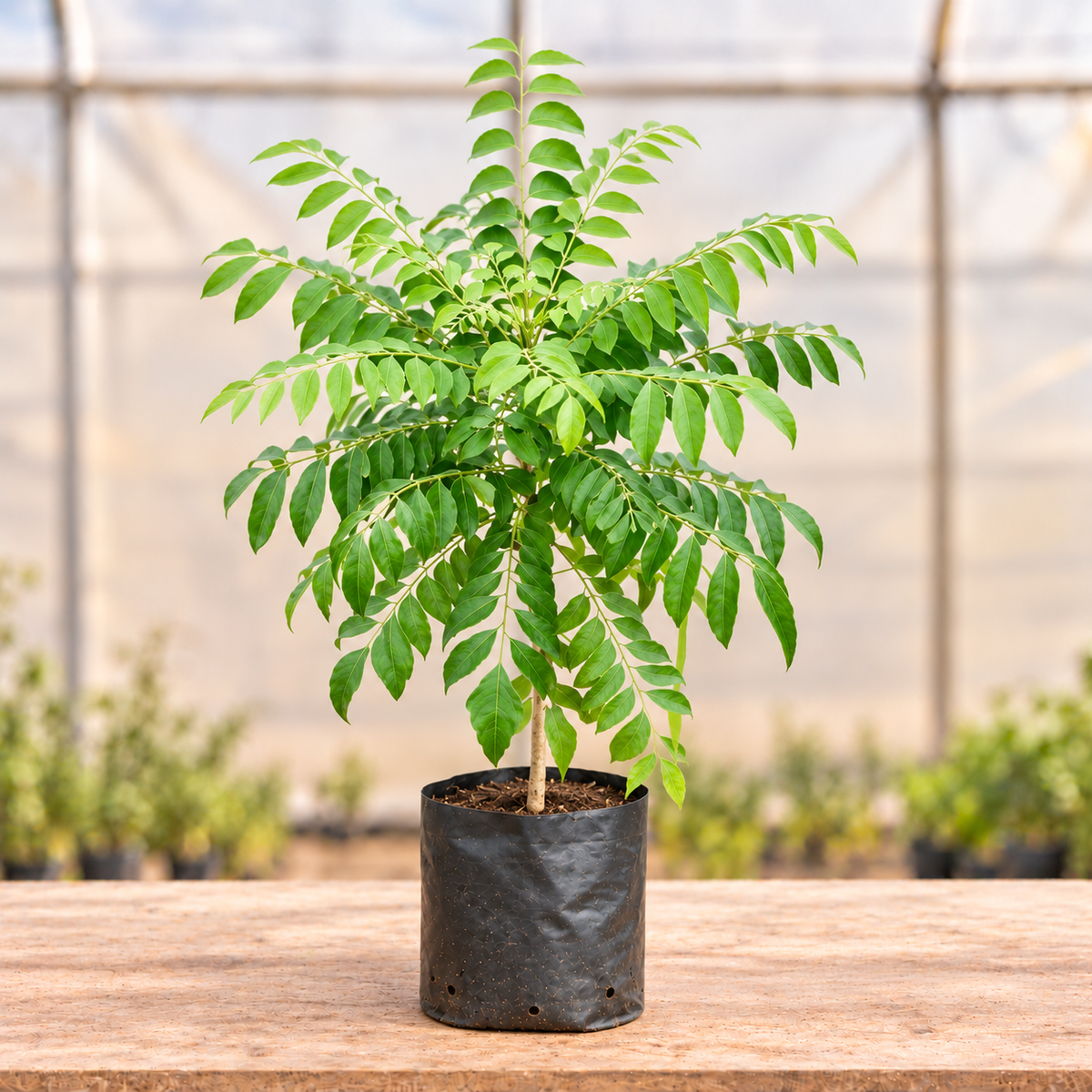 Curry Leaf Plant in black nursery grow bag, main view