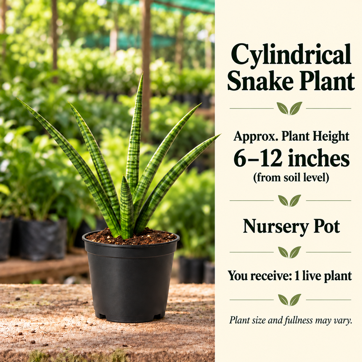 Cylindrical Snake Plant size-guide in nursery setting