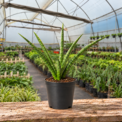 Cylindrical Snake Plant in nursery pot — Indian polyhouse nursery view