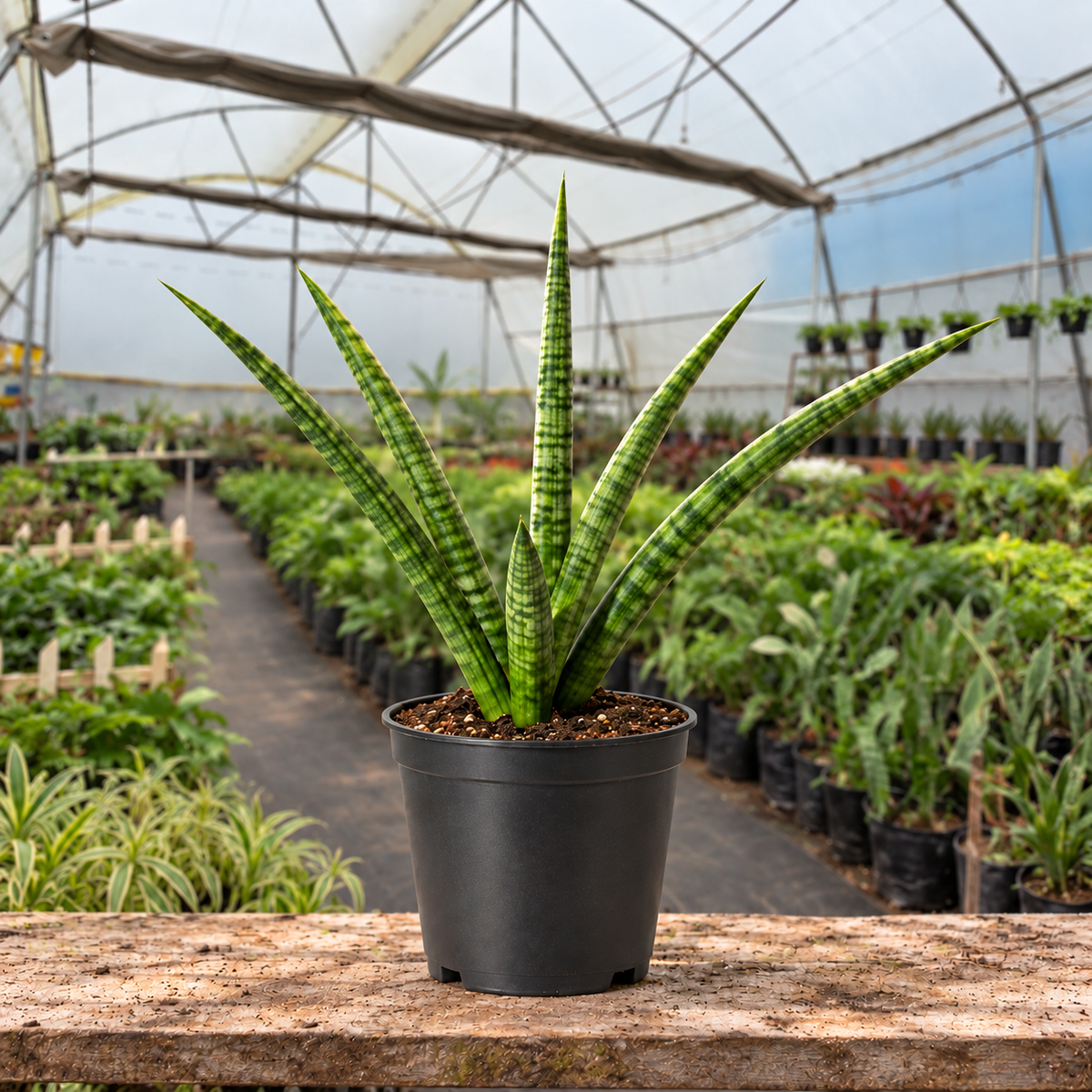 Cylindrical Snake Plant in nursery pot — Indian polyhouse nursery view
