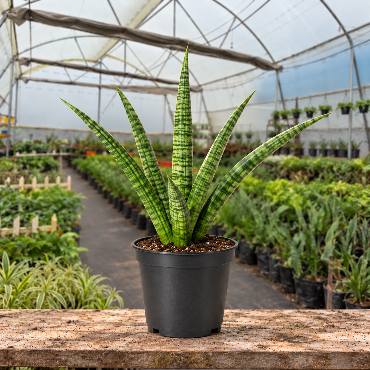 Cylindrical Snake Plant in nursery pot — Indian polyhouse nursery view