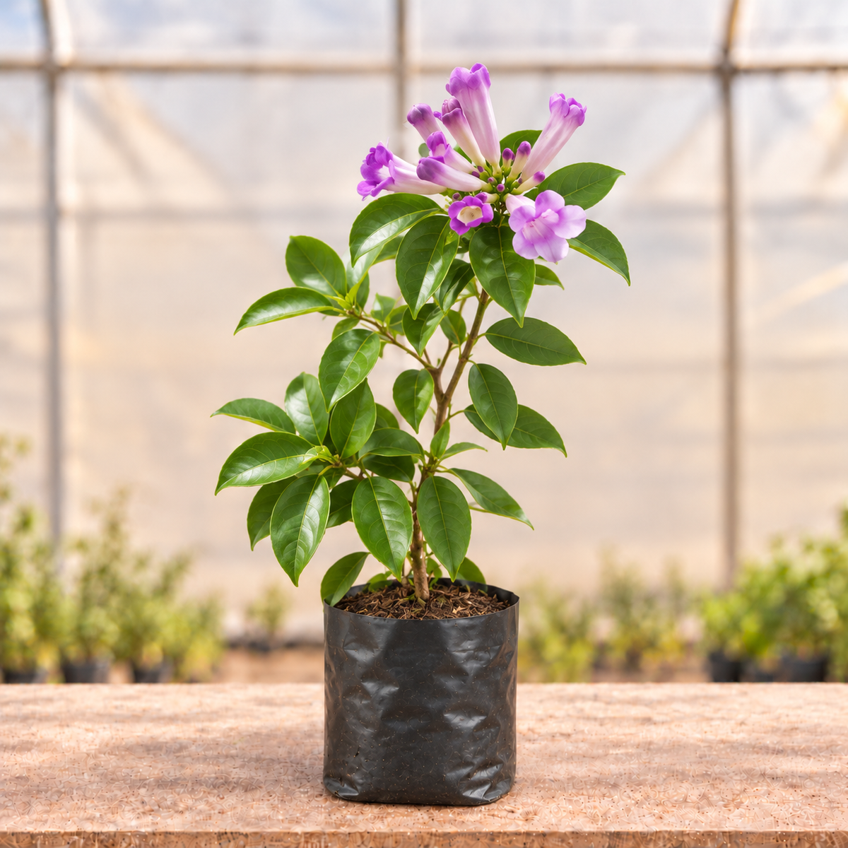 Garlic Vine Plant, alternate view