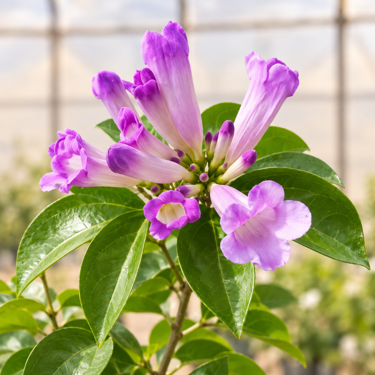 Garlic Vine Plant, flowers view