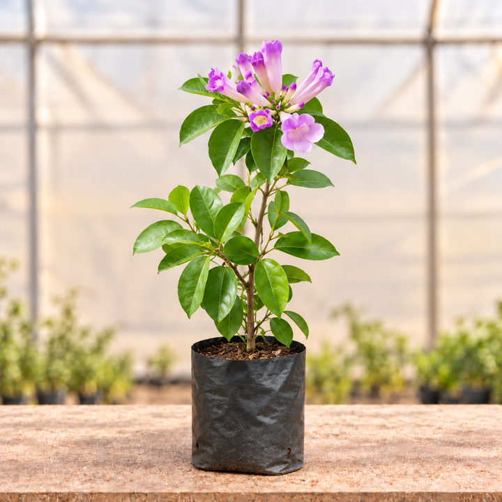 Garlic Vine Plant, main view