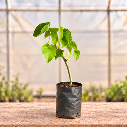 Giloy plant alternate view in nursery grow bag with light polyhouse background