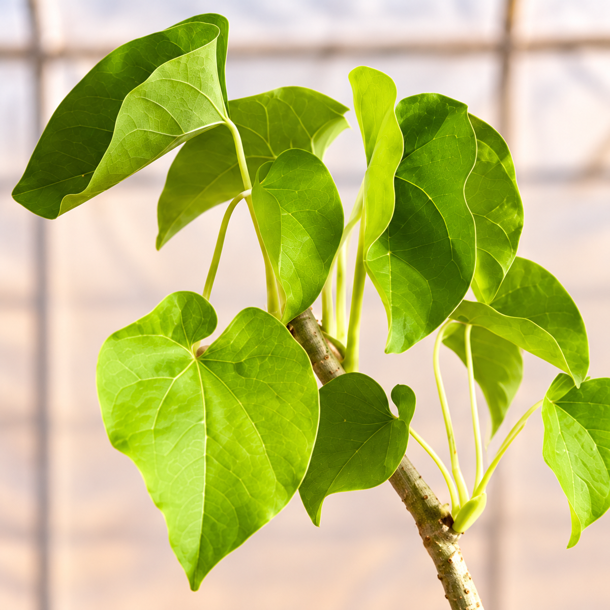 Giloy leaf and stem close-up with light polyhouse background