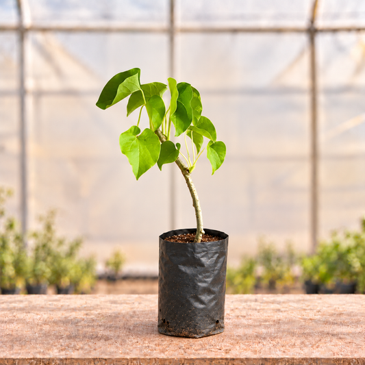 Giloy plant main view in nursery grow bag with light polyhouse background