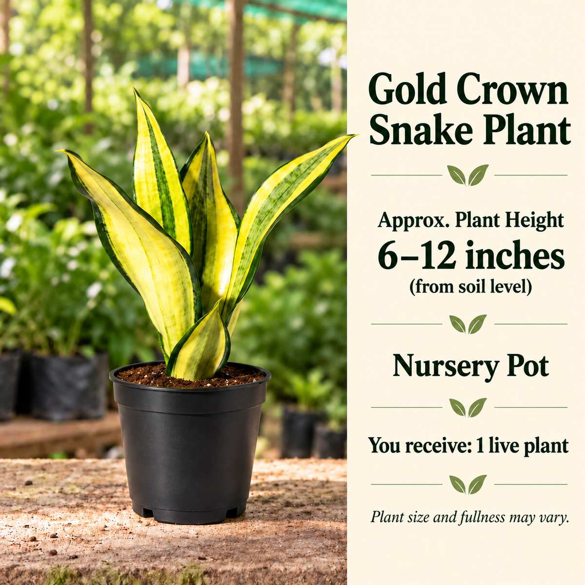 Gold Crown Snake Plant size-guide in nursery setting