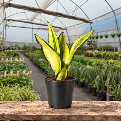 Gold Crown Snake Plant in nursery pot — Indian polyhouse nursery view