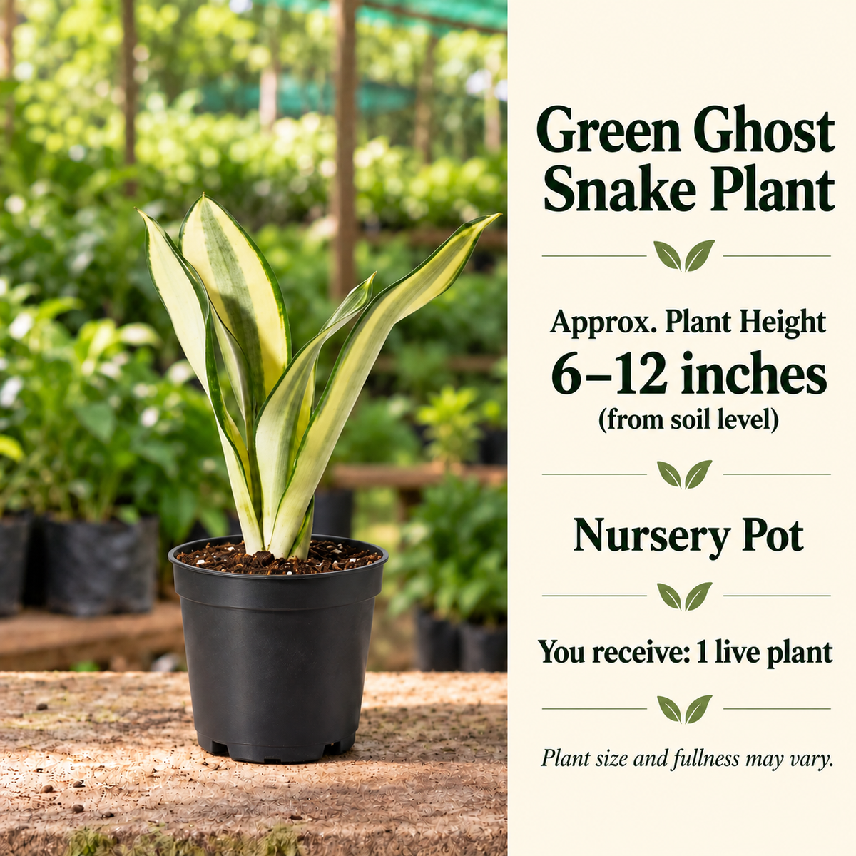 Green Ghost Snake Plant size-guide in nursery setting